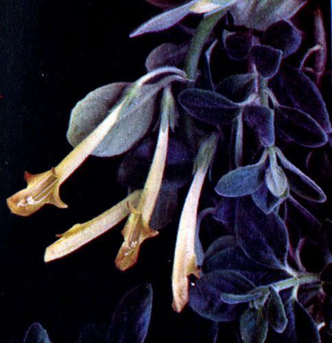  Columnea sp. 