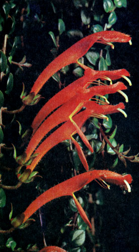  Columnea allenii 