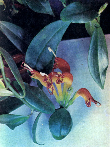  Aeschynanthus speciosus 