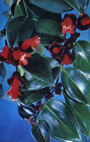  Aeschynanthus obconica 