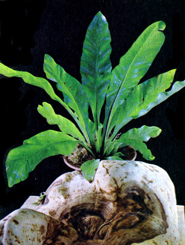  Phyllitis sp. 