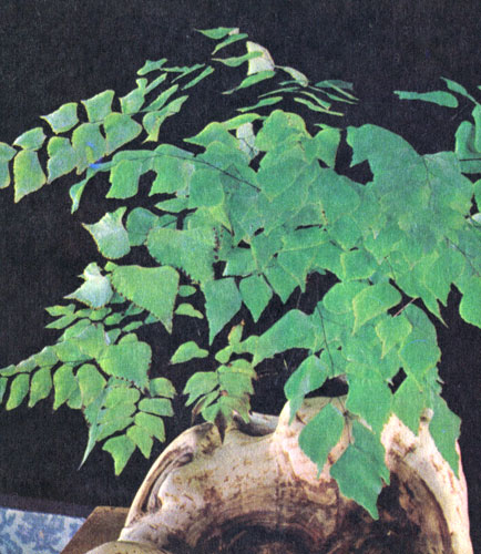  Adiantum sp. 