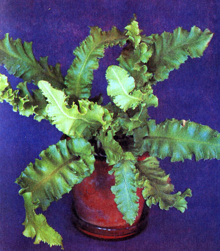  Phyllitis sp. hort 
