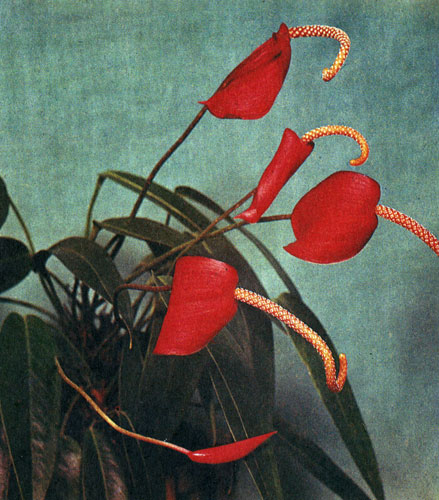  Anthurium scherzeianum hibr. 