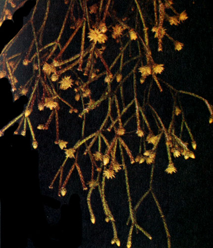  Rhipsalis sp. 