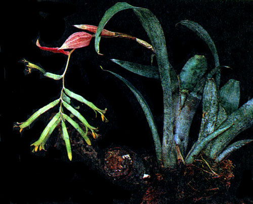  Aechmea splendens 