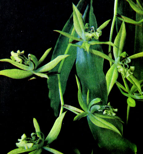  Billbergia sp.