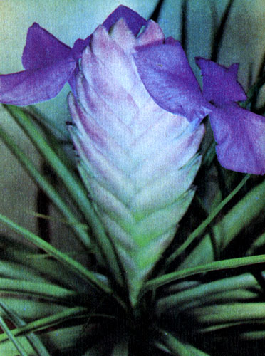  Tillandsia cyanea
