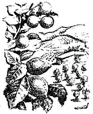 ����������� ������� � �������� ��������