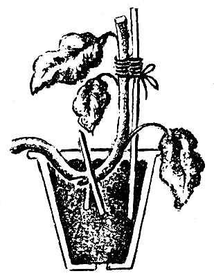 ������� �����