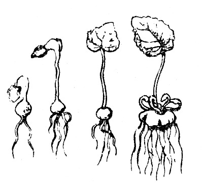 ������ ���������