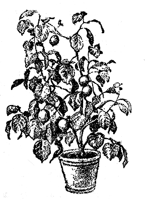 ��������� �������� �������