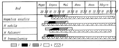     Hepatica  1975 .: 1  ; 2  ; 3  ; 4   ; 5 - 