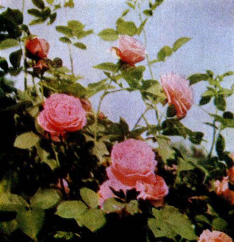  'Mrs. John Laing '