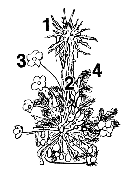 ����������� � ������� ��������: 1 � �������� � �����; 2 � �����-�����; 3 � �������������� ����� (��������, �������); 4 � ������� �����