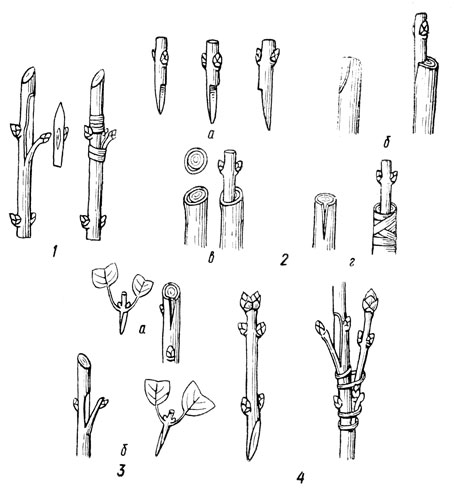4.   : 1 -   (  . .); 2 -  :  - ,   ;  -  ;  -      ,;  -      ; 3 -    (  . .):  - ,  ' ';  -    ; 4 -     (  . .)