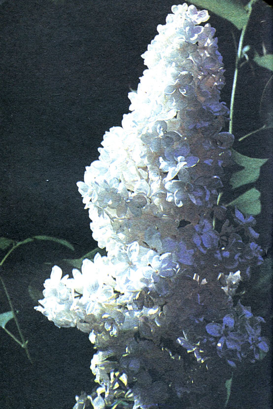 ' ''