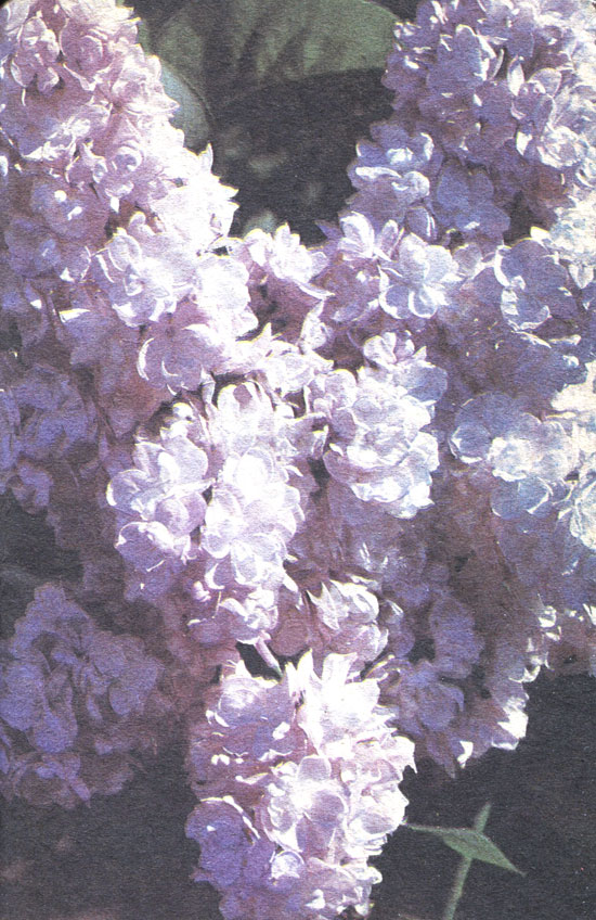 ' '