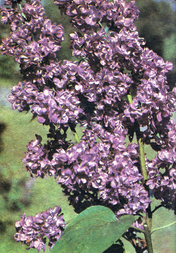 ' '