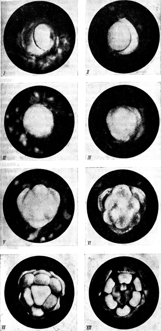 . 4.      [Beijer, 1942] I  I; II   II; III   III,     ; IV   P><sub>1</sub>; V   <sub>2</sub>; VI   <sub>1</sub>;  VII   <sub>2</sub>; VIII   G