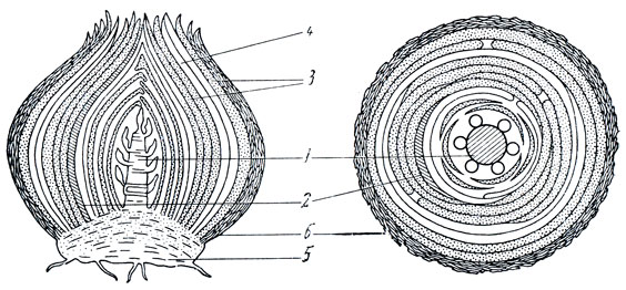 . 35.          (   ) 1   ; 2    ; 3     ; 4     ; 5   ; 6   