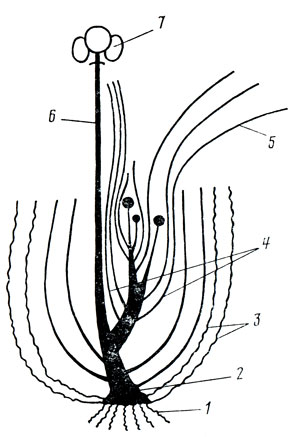 . 46.    : 1  ; 2   ; 3   ; 4   ; 5  ; 6  ; 7  