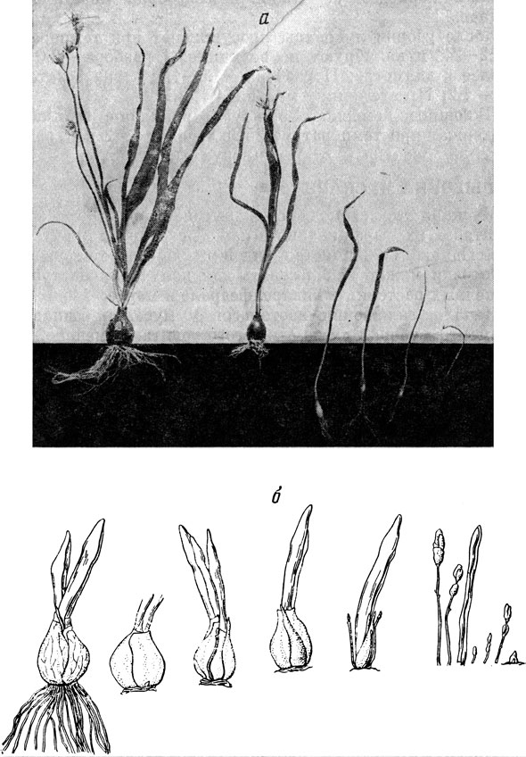 . 52.  (S. sibirica)  -    ;  -  2    