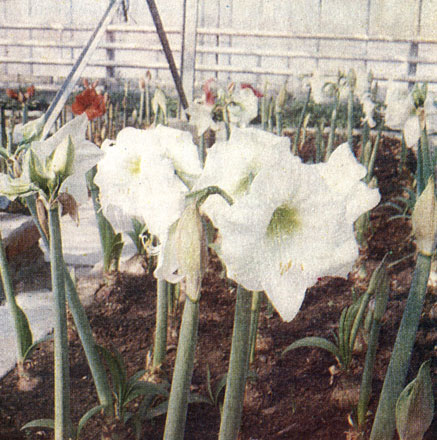 'White Ludwig'