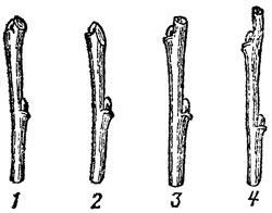 . 28.   : 1 - ; 2   (   ); 3 -  (   ); 4   (   1520        )