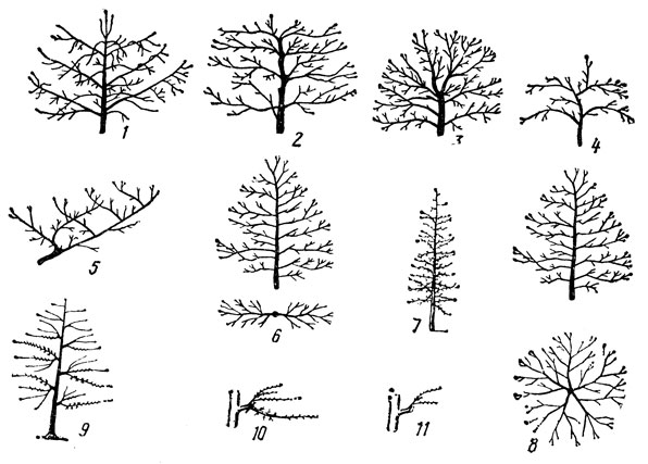 . 53.          : 1   (  ) ; 2    ; 3   ; 4   ; 5   -; 5     ; 7    (); 8   ( ); 9 - ; 10  4-      (    ); 11 -       