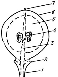 . 66.       : 1  ; 2   (); 3    ( ); 4  ; 5  -  ; 6  ; 7      ()