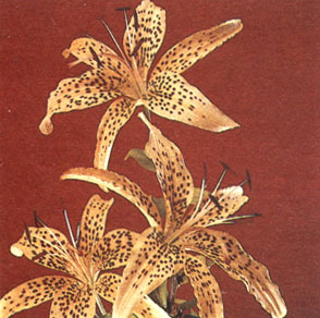 Лилия Амалия