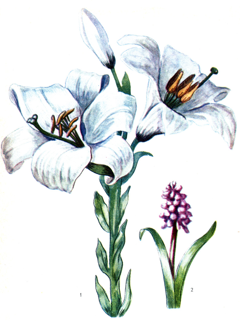 1 - , 2 - 