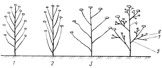 . 2.       : 1  ; 2  ; 3  ; 4    ; 5  ; 6  ; 7  