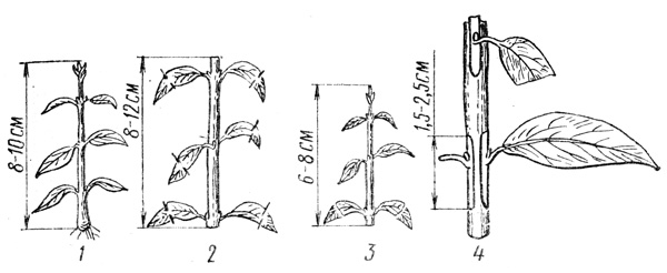 . 7.    : 1   () ,   ; 2        ; 3    ; 4     (     )