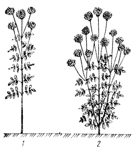. 9. ,  : 1       (       3040 ); 2   (   )