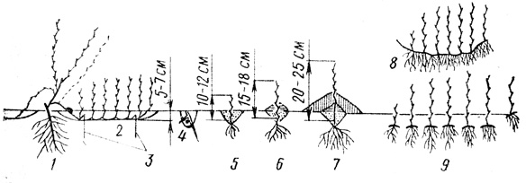 . 30.          : 1  ,  ( )   ; 2       ( ); 3  ,    ; 4     ; 5     ; 6   ; 7   ; 8  ,     ; 9  ,     
