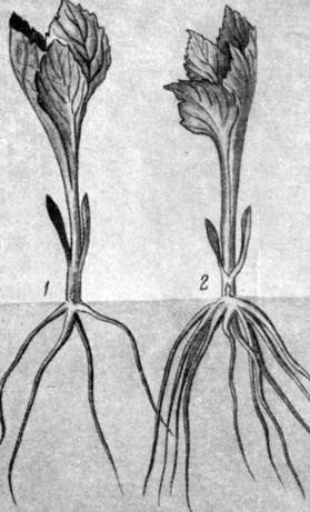 . 8.     (1)     (2)