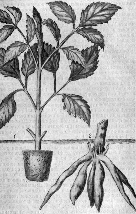 ���. 12. ������� ������� � �������� ������ ���������� (2) � ��������� (2) �������