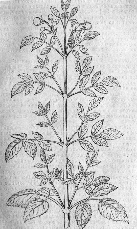 ���. 13. ������������ �������