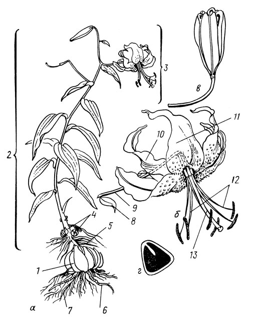 . 1.  :    ;   ;   ;   ; 1  ; 2      ; 3  ; 4  -; 5   ; 6    ; 7     ; 8  ; 9  ; 10     ; 11     ; 12  ; 13  