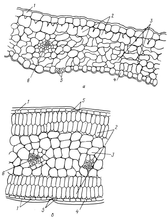 . 5.    ( ,  . 5×40):  -   . ;  -   . ; 1 -  ;  2 -  ; 3 -  ;  4 -  ; 5 - ; 6 -  