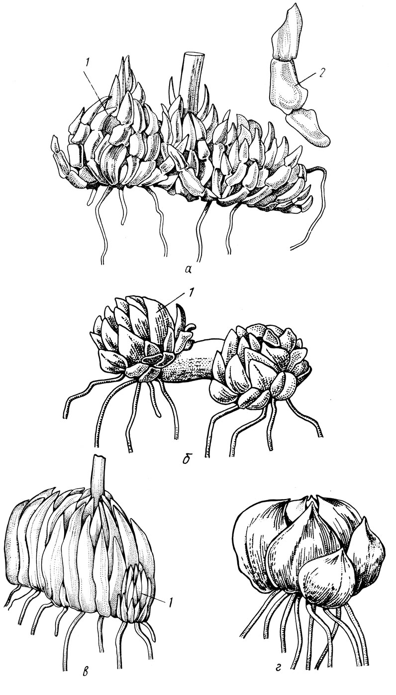 . 7.  :    (. );    (. );     (. );    (. ); 1   ; 2   