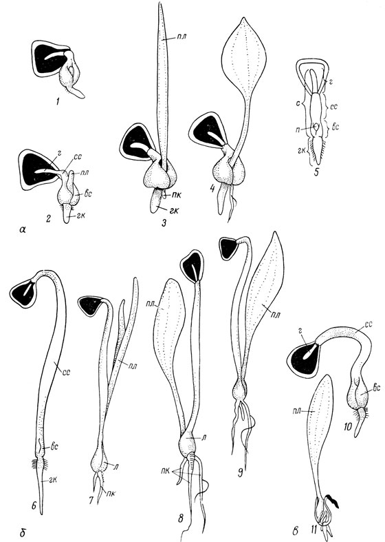 Рис. 16. Типы прорастания семян лилий: а — подземный; б — надземный; в — переходный; 1 — проросток л. канадской; 2 — проросток л. леопардовой; 3 — сеянец л. даурской; 4 — сеянец л. кудреватой; 5 — начало прорастания семени; 6 — проросток л. белоснежной; 7 — сеянец л. карликовой; 8 — сеянец л. белоснежной с первым настоящим листом; 9 — сеянец л. королевской с первым листом; 10 — проросток л. Ледебура; 11 — сеянец л. Ледебура с первым листом; с — семядоля; г — гаусториальная часть семядоли; сc — средняя часть семядоли (черешок); вс — влагалищная часть семядоли; гк — главный корень; пк — придаточный корень; п — почечка; пл — первый настоящий лист; л — луковица