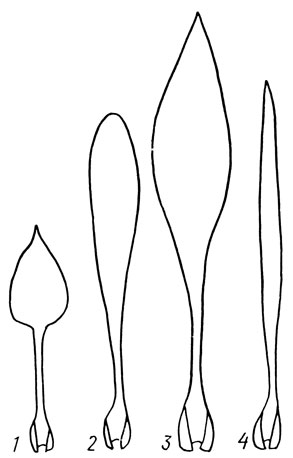 Рис. 17. Форма первых листьев сеянцев лилий: 1 — лилия кудреватая; 2 — лилия белоснежная; 3 — лилия королевская; 4 — лилия приятная