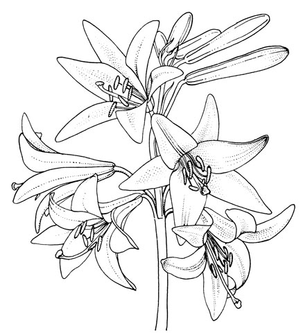 Рис. 29. Соцветие лилии белоснежной