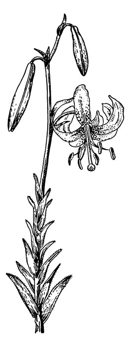 Рис. 30. Лилия Ледебура