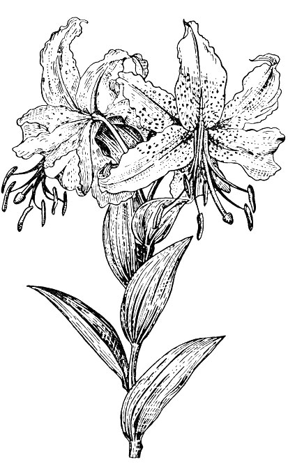 Рис. 37. Лилия золотистая