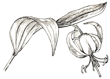 Рис. 43. Цветок лилии древесной