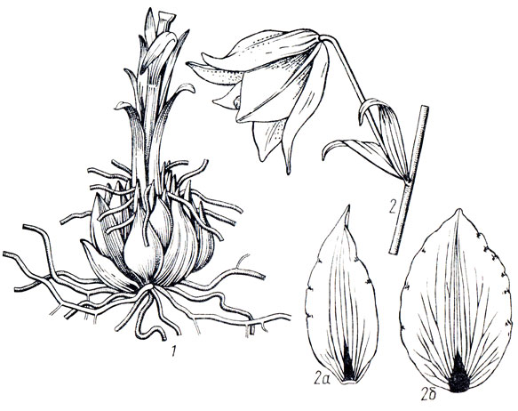 Рис. 44. Луковица (1), цветок (2) и листочки околоцветника наружного (2а) и внутреннего (26) круга лилии Маклин